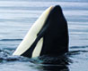 Keiko profile image