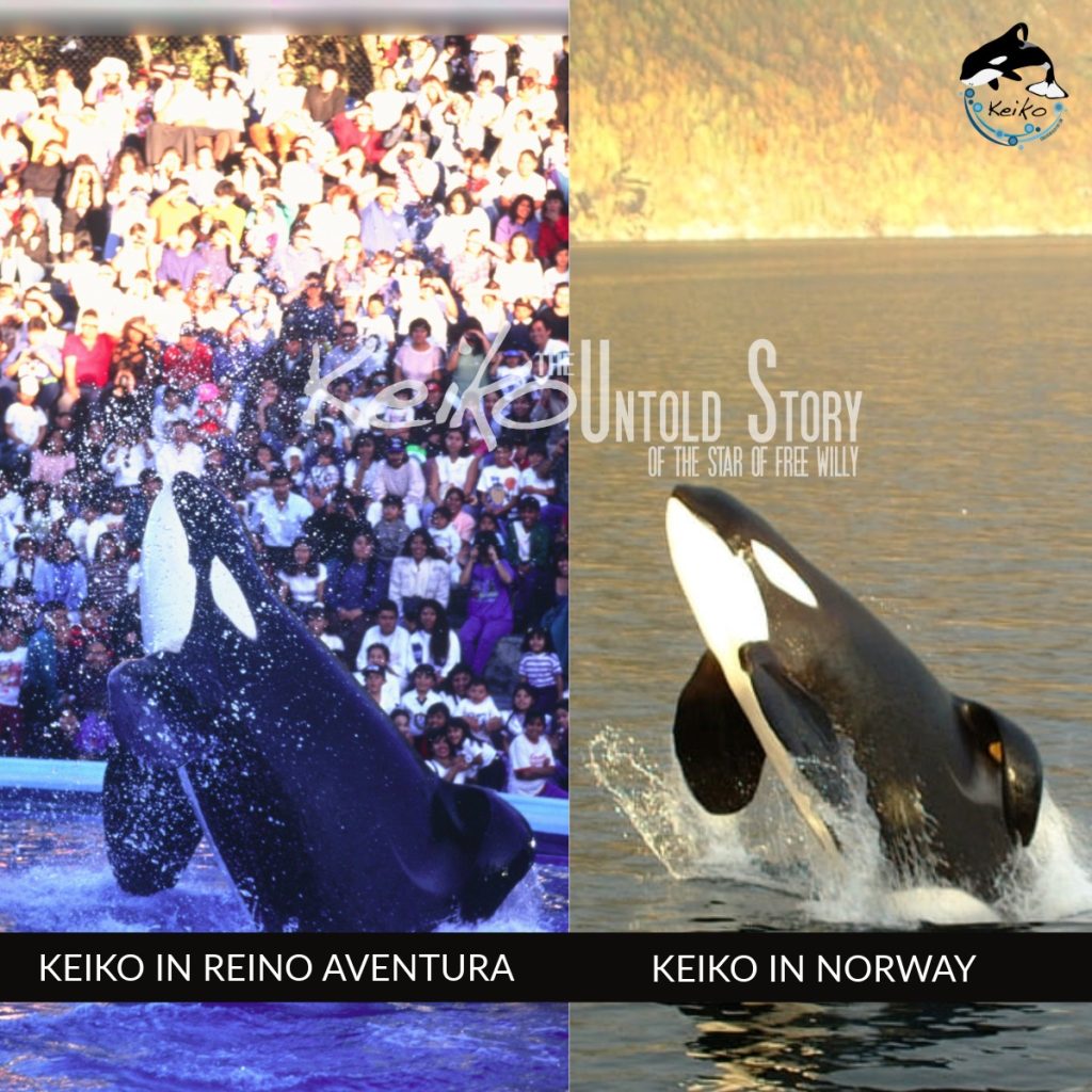 Keiko in Mexico vs Keiko in Norway